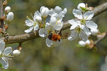 Frühblühende Sträucher – wichtige Nahrungsquellen für Insekten (Schlehe)