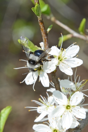 Frühblühende Sträucher – wichtige Nahrungsquellen für Insekten (Schlehe)