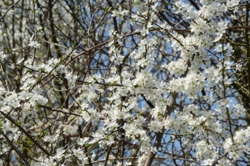 Frühblühende Sträucher – wichtige Nahrungsquellen für Insekten (Schlehe)