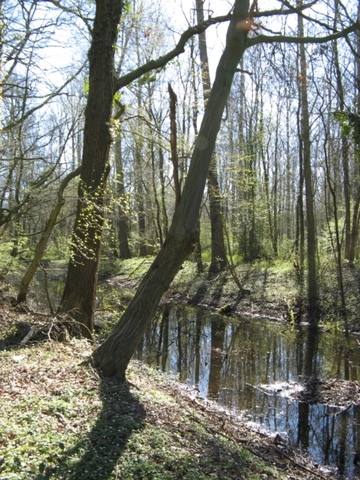 Foto aus dem Naturschutzgebiet "Tillenberge"