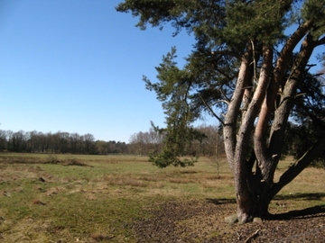 Foto aus dem Naturschutzgebiet "Tillenberge"