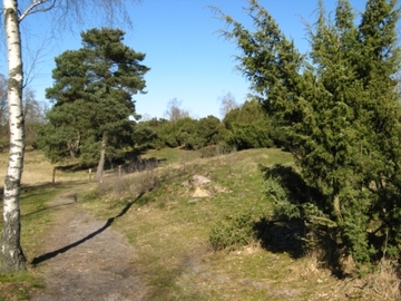 Foto aus dem Naturschutzgebiet "Tillenberge"