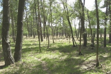 Foto aus dem Naturschutzgebiet "Stellmoor und Weichel"