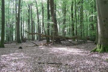 Foto aus dem Naturschutzgebiet "Stellmoor und Weichel"