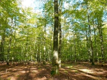 Foto aus dem Naturschutzgebiet "Lünsholz"