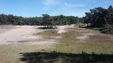 Foto aus dem Naturschutzgebiet "Dünengebiet und Halsetal bei Verden-Neumühlen"