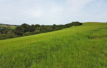 Schiefer Holzer Berg Mähwiese