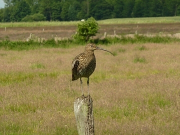 Foto aus dem Naturschutzgebiet "Steinbrinker-Ströhener Masch"