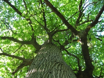 Foto aus dem Naturschutzgebiet "Burgwald Dinklage"