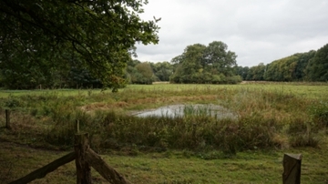 Foto aus dem Naturschutzgebiet "Burgwald Dinklage"