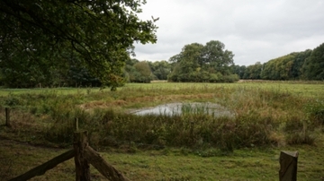 Foto aus dem Naturschutzgebiet "Burgwald Dinklage"