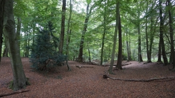 Foto aus dem Naturschutzgebiet "Burgwald Dinklage"