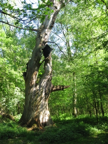 Foto aus dem Naturschutzgebiet "Burgwald Dinklage"