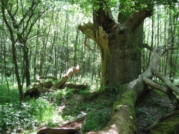 Foto aus dem Naturschutzgebiet "Burgwald Dinklage"