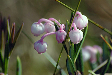 Rosmarinheide