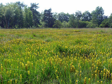 Moorlilien