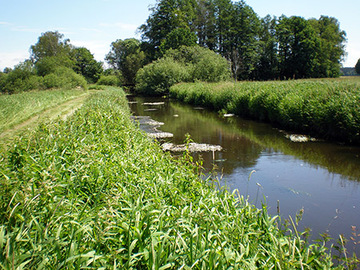 Ise mit flutender Wasservegetation – oberhalb Schönewörde