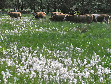 Rinderbeweidung im Hühnerfeld