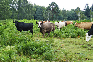 Rinderbeweidung im Hühnerfeld