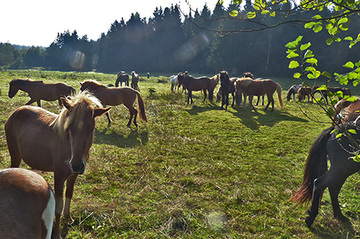 Pferde im Endschlagbachtal