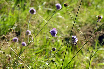 Teufelsabbiss im Endschlagbachtal