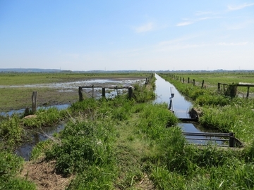 Naturschutzgebiet "Dümmer, Hohe Sieben und Ochsenmoor"