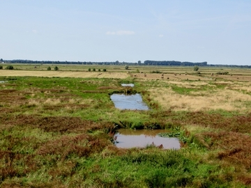 Naturschutzgebiet "Dümmer, Hohe Sieben und Ochsenmoor"