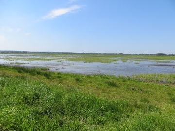 Naturschutzgebiet "Westliche Dümmerniederung"