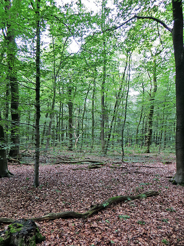 Heseler Wald