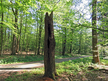 Heseler Wald