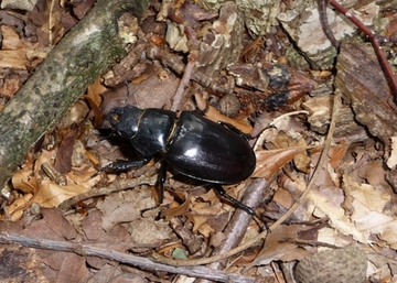 Hirschkäfer-Weibchen