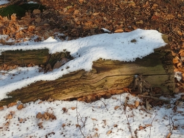 Als Bruthabitat für den Hirschkäfer geeignetes, liegendes Totholz.