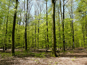 Jagdraum des Großen Mausohrs - LRT 9110 - Hainsimsen-Buchenwald