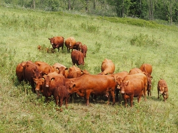 Rotes Höhenvieh