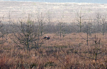 NSG "Kiehnmoor"