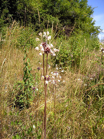 Weinbergslauch im Halbtrockenrasen