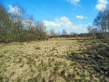 Glittenberger Moor