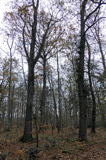 Foto aus dem Naturschutzgebiet Hahnenhorst