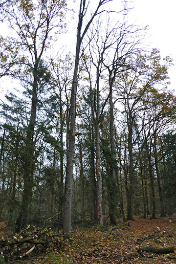 Foto aus dem Naturschutzgebiet Hahnenhorst