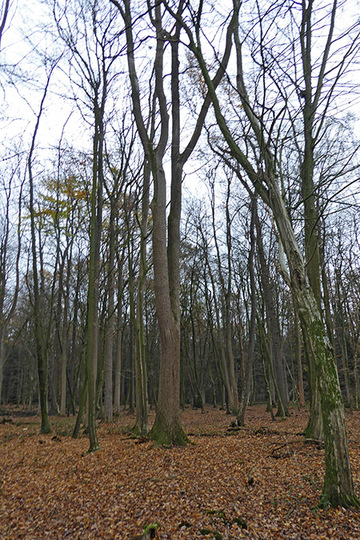 Foto aus dem Naturschutzgebiet Hahnenhorst