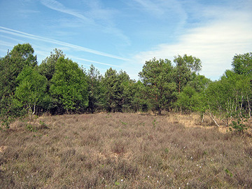 Foto aus dem Naturschutzgebiet Spreckenser Moor