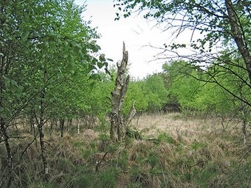 Foto aus dem Naturschutzgebiet Spreckenser Moor