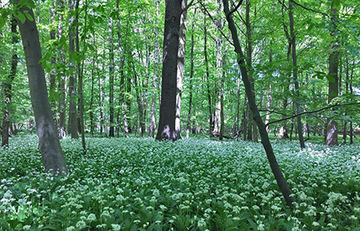 Foto aus dem Naturschutzgebiet Bockmerholz Gaim