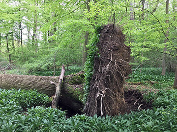 Foto aus dem Naturschutzgebiet Hallerbruch