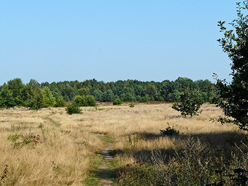 Foto aus dem Naturschutzgebiet Sandtrockenrasen Achim