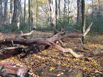 Foto aus dem Naturschutzgebiet NeuenburgerHolz