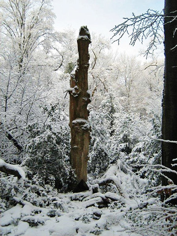 Foto aus dem Naturschutzgebiet NeuenburgerHolz