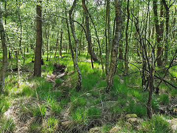 Foto aus dem Naturschutzgebiet Bieförthmoor