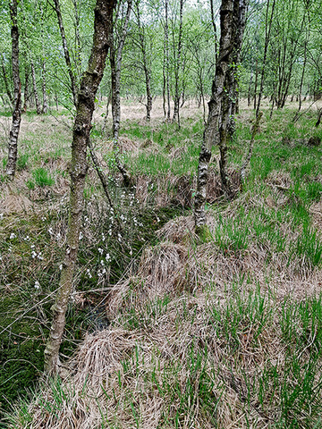 Foto aus dem Naturschutzgebiet Bieförthmoor