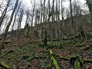 Foto aus dem Naturschutzgebiet Höhlengebiet im Kleinen Deister